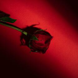 Forever (feat. DANY GXMEZ)