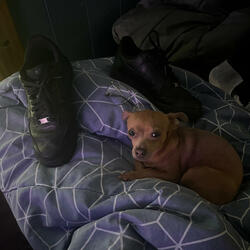 RIP SOPHIE (feat. SML Wok Daddy)