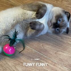 Funny Funny
