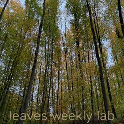 leaves (25-43)