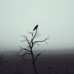 When the Crows Return