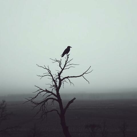 When the Crows Return