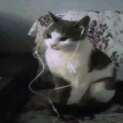 walk the plank (feat. mercenarychild)