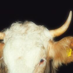 sdg (seh dein gesicht)