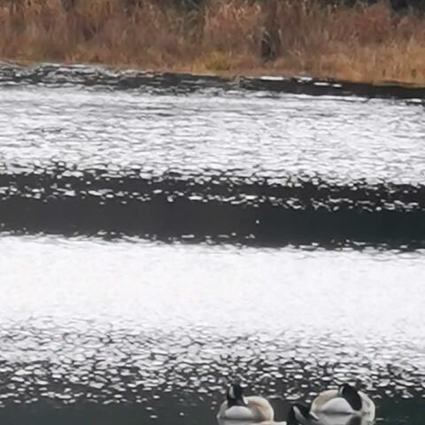 Quizá Esta Primavera