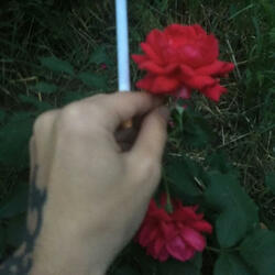 O sa ma casatoresc cu o prostituata