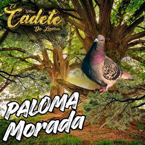 Paloma Morada