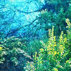 .♡✦₊ ˚Flowed/✮۶_/Meow/_ৎ⋆/Thorn⊹.✦⋆♡