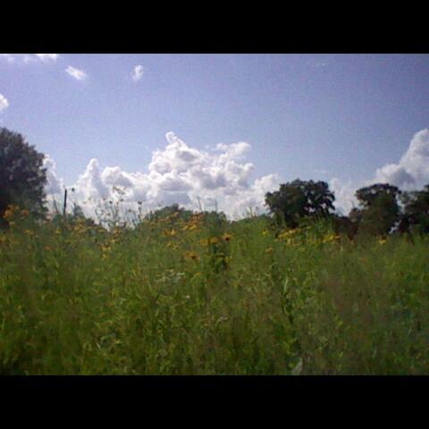 flowers flowers flowers