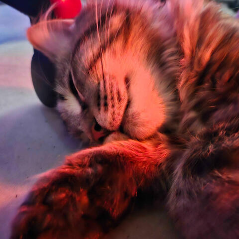 Falling Back In Line