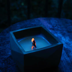 सुंदर प्राणी