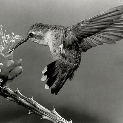 Solemn Thoughts In Common