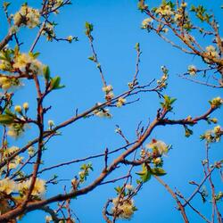 The Death of a Princess