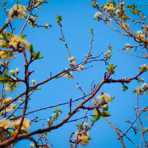 yearnings for tomorrow