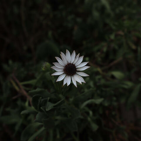 Carta de Navidad (Lo Siento)