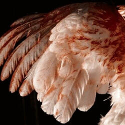 FEATHERS (prod. YAMAMAYA) (feat. newport motel)