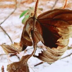 L’Automne Écrit Ton Nom