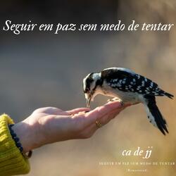 Seguir em paz sem medo de tentar