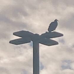 Ephiphany for a Doomsday