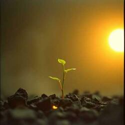 FUBÁ, FUMAÇA E RAIZ