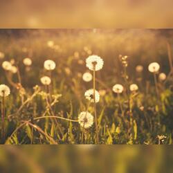 Still Hear Your Name