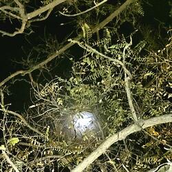 Unannounced (feat. AceWho)