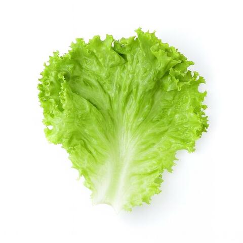 Lettuce