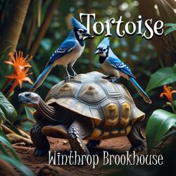 Tortoise
