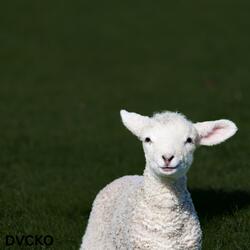 The Lamb