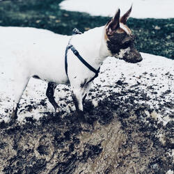 Number One Christmas Song