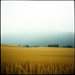 Yağmur Düşer Anadoluya