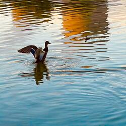 promoted to calm down