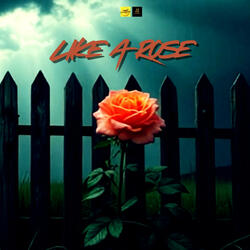 Like A Rose