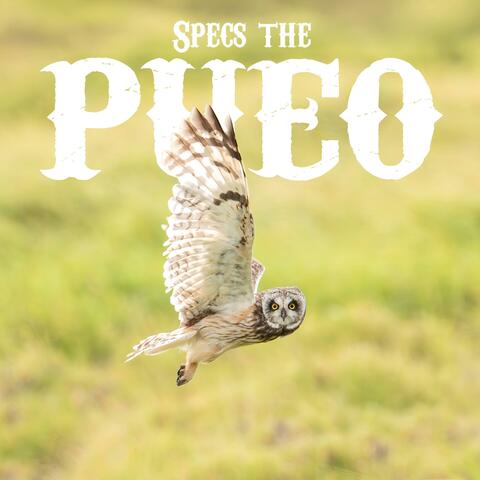 Specs The Pueo