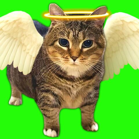 OIIA OIIA ANGEL Spinning CAT