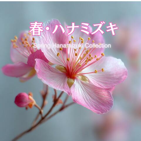 春・ハナミズキ – Spring Hanamizuki Collection