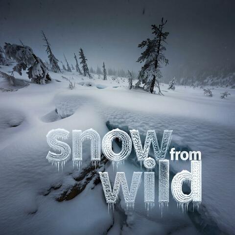 Snow From Wild (Euro Style Chill)