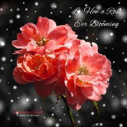 Lo, How a Rose E'er Blooming (feat. Thaddaeus Magley)