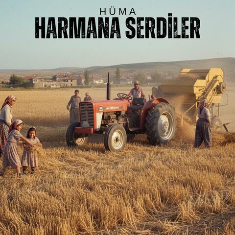 Harmana Serdiler Sarı Samanı (Emirdağ)