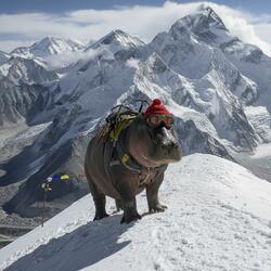 Hippo on the Frozen Peak