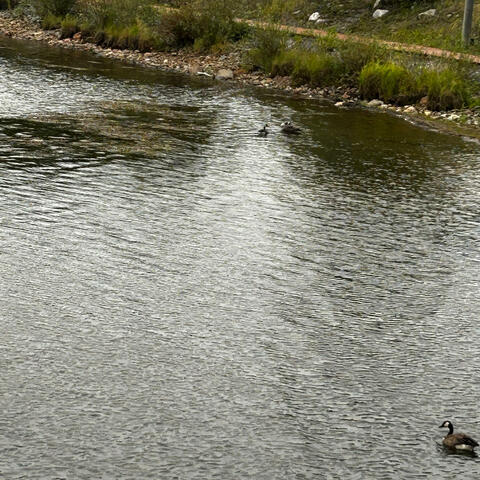 I Flinch At The Notion