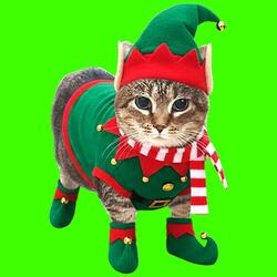 OIIA OIIA CHRISTMAS Spinning CAT (Nightcore)