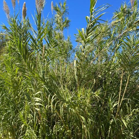 The grass is now taller than me on my walk