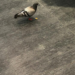 Bringer of Fire 30(Blue Electric Guitar Revival)