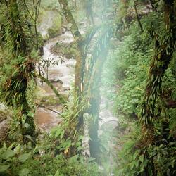 las caras, las voces (lazos como reflejo)