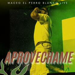 aprovechame (live)