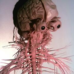 Nervous System