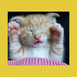 Tiny Paws – かわいい子猫・子犬のPlayful BGM