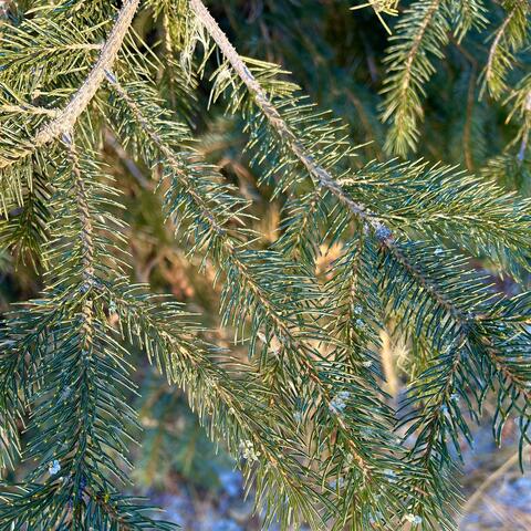 Have Yourself a Merry Little Christmas