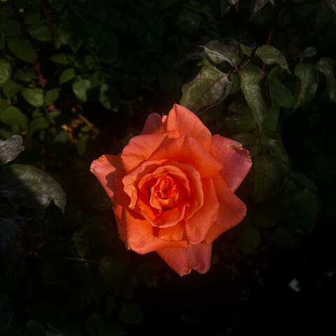 FLOWERS BLOOM IN DARKEST NIGHT (IN ALL TIME)